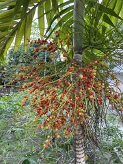 Ptychosperma macarthurii