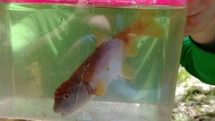 Nocomis leptocephalus