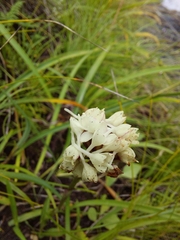 Disa cephalotes cephalotes
