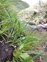 Disa cephalotes cephalotes