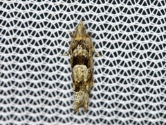 Pseudexentera hodsoni