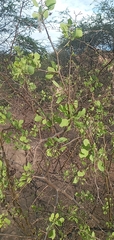 Lycium boerhaviifolium
