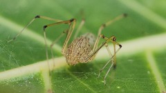 Scytodes pallida