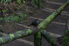 Turdus merula azorensis