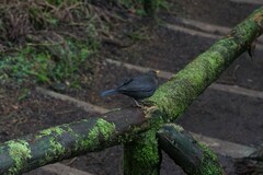 Turdus merula azorensis