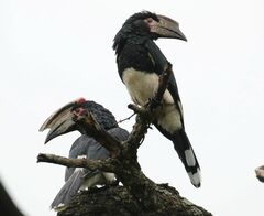 Bycanistes bucinator