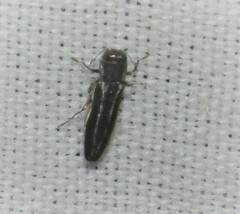 Agrilus bilineatus