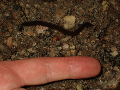 Onychophora