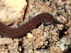 Onychophora