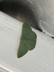 Prasinocyma semicrocea