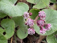 Petasites pyrenaicus