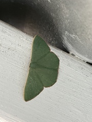 Prasinocyma semicrocea