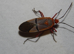 Dysdercus intermedius
