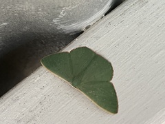 Prasinocyma semicrocea