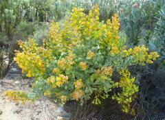 Rafnia amplexicaulis