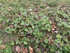 Petasites pyrenaicus