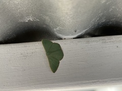 Prasinocyma semicrocea