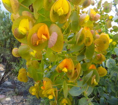 Rafnia amplexicaulis