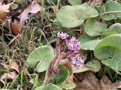 Petasites pyrenaicus