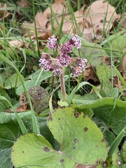 Petasites pyrenaicus