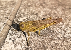 Anacridium aegyptium