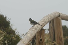 Fringilla coelebs moreletti
