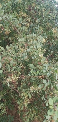 Lycium boerhaviifolium