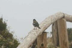 Fringilla coelebs moreletti