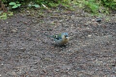 Fringilla coelebs moreletti