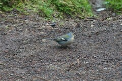 Fringilla coelebs moreletti