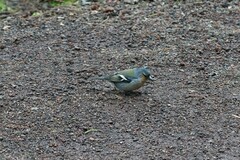 Fringilla coelebs moreletti