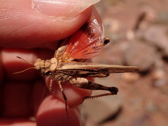 Acrotylus insubricus