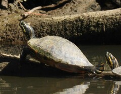 Pseudemys alabamensis
