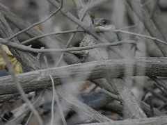 Coluber constrictor latrunculus