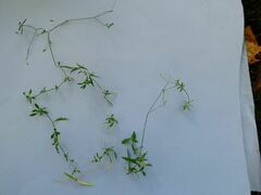 Lysimachia europaea