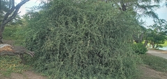 Lycium boerhaviifolium