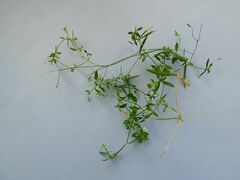 Lysimachia europaea