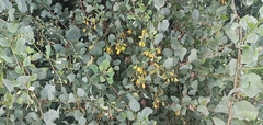 Lycium boerhaviifolium