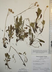 Packera paupercula paupercula