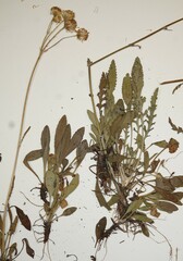 Packera paupercula paupercula