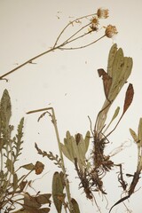 Packera paupercula paupercula