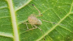 Scytodes pallida