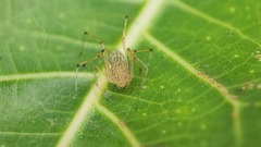 Scytodes pallida