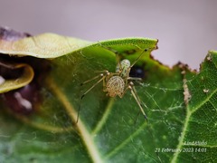 Scytodes pallida