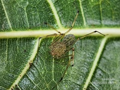 Scytodes pallida