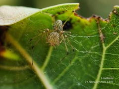 Scytodes pallida