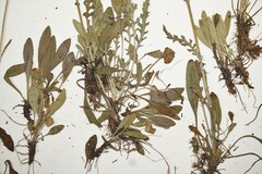 Packera paupercula paupercula