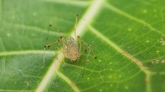 Scytodes pallida
