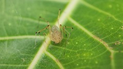 Scytodes pallida
