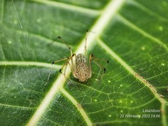 Scytodes pallida